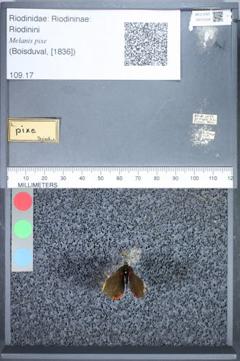 Media type: image;   Entomology 75508